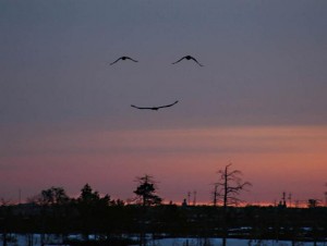 Dan, Burung Pun Tersenyum
