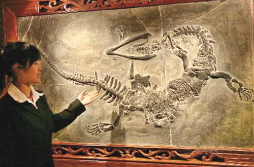 salah seorang ilmuwan menjelaskan tentang struktur tubuh fosil hewan yang diperkirakan naga Kebenaran Legenda Naga di China Adalah Fakta